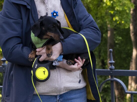 4. juunil 2025 tähistab kogu Eesti sinimustvalge lipu 141. aastapäeva. Riigikogu juhatus ja Eesti Lipu Selts kutsusid sel puhul kõiki kell 7 hommikul riigilipu pidulikule heiskamisele Toompeale Kuberneri aeda.