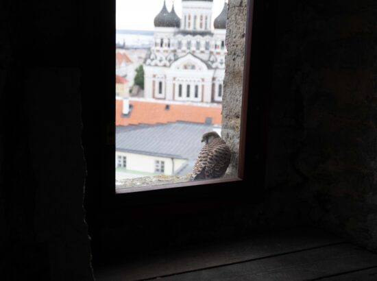 XXVIII laulu- ja XXI tantsupeole „Iseoma“ pühendatud riigilipu heiskamise tseremoonia Kuberneri aias