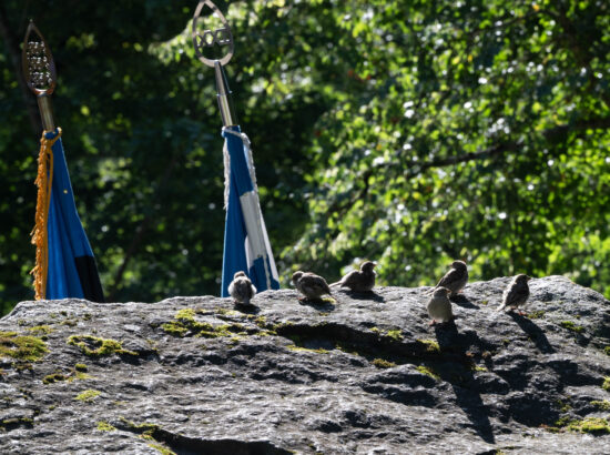 Mälestustseremoonia 20. augusti kivi juures 20.08.2025